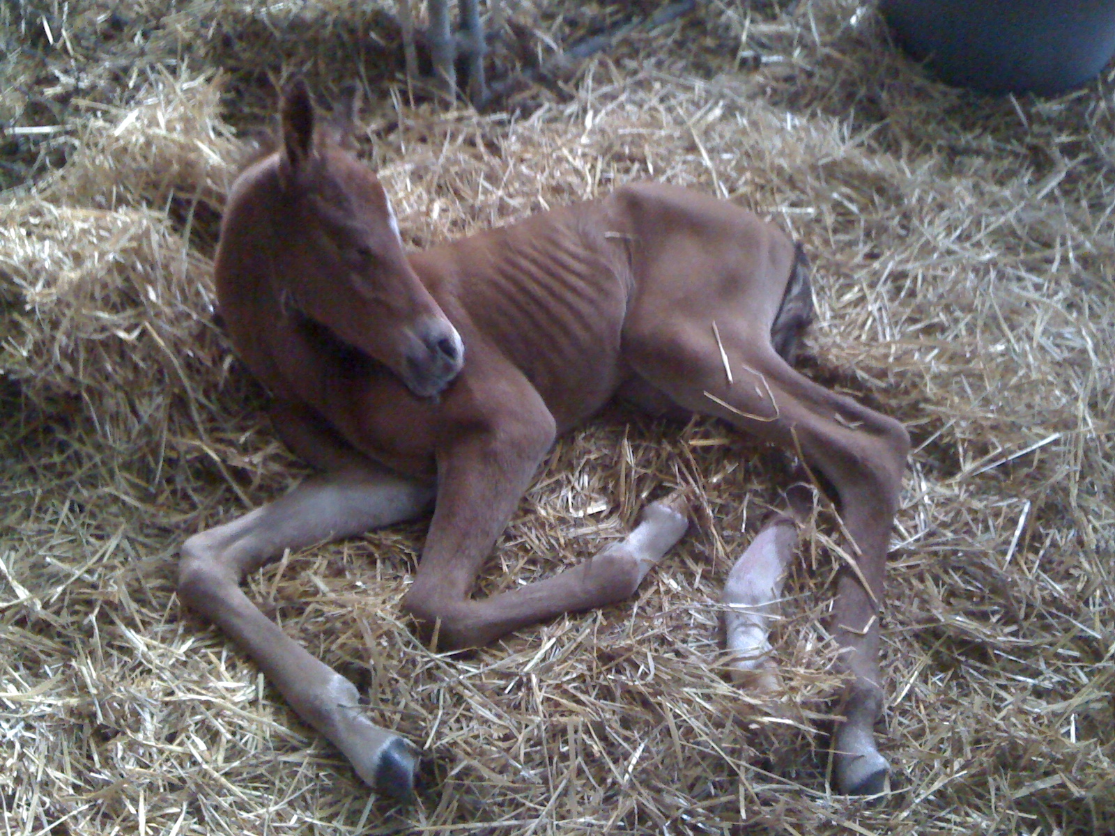 Joxer - a couple hours old